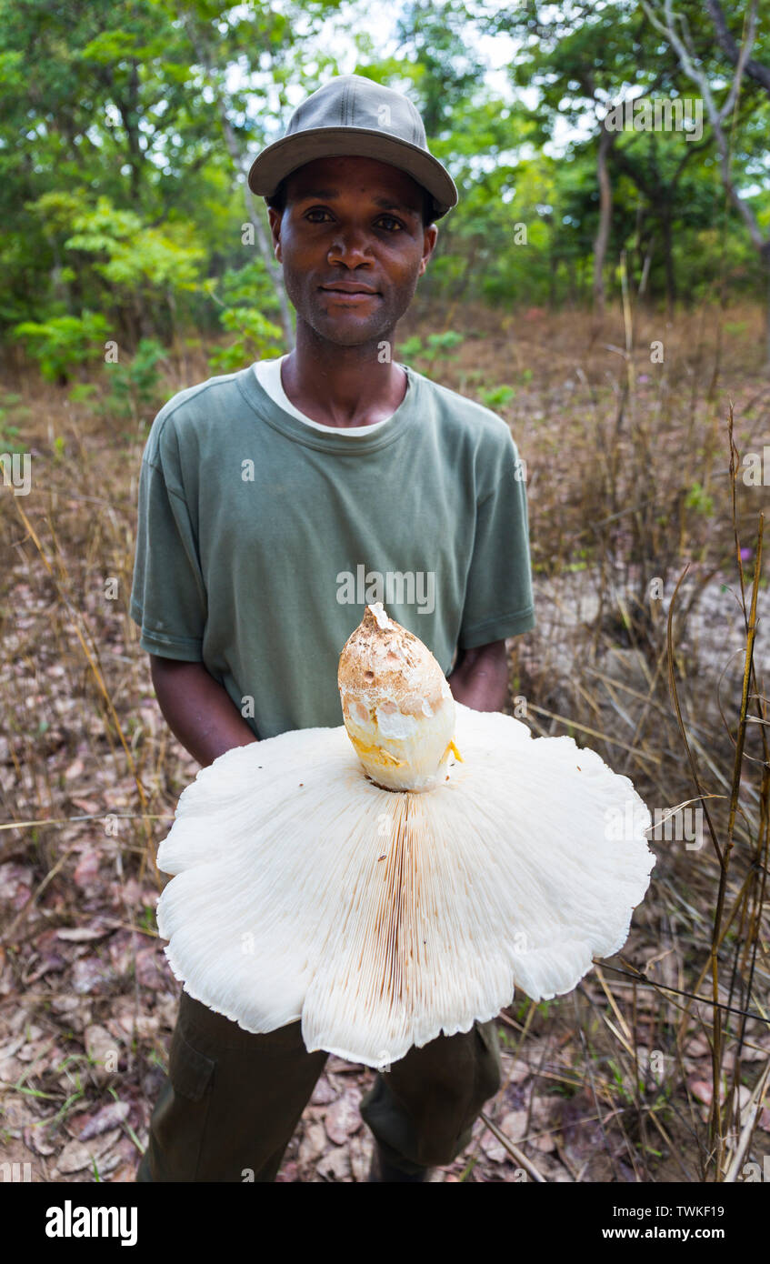 Giant mushroom zambia hires stock photography and images Alamy
