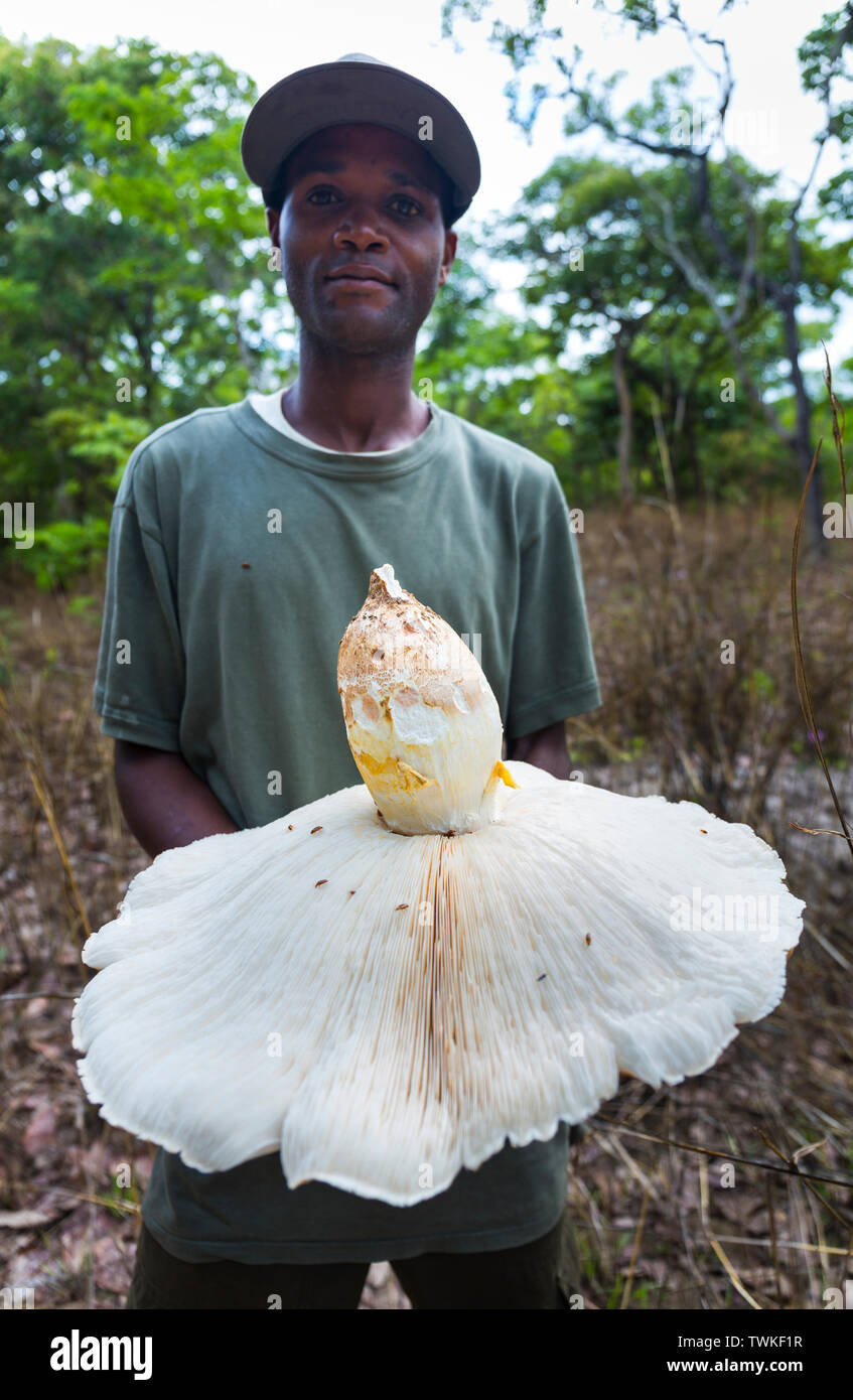 Giant Mushroom, Kasanka National Park, Serenje, Zambia, Africa Stock
