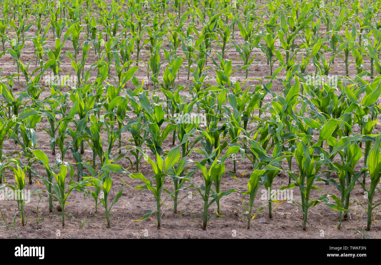 Young corn plants hi-res stock photography and images - Alamy