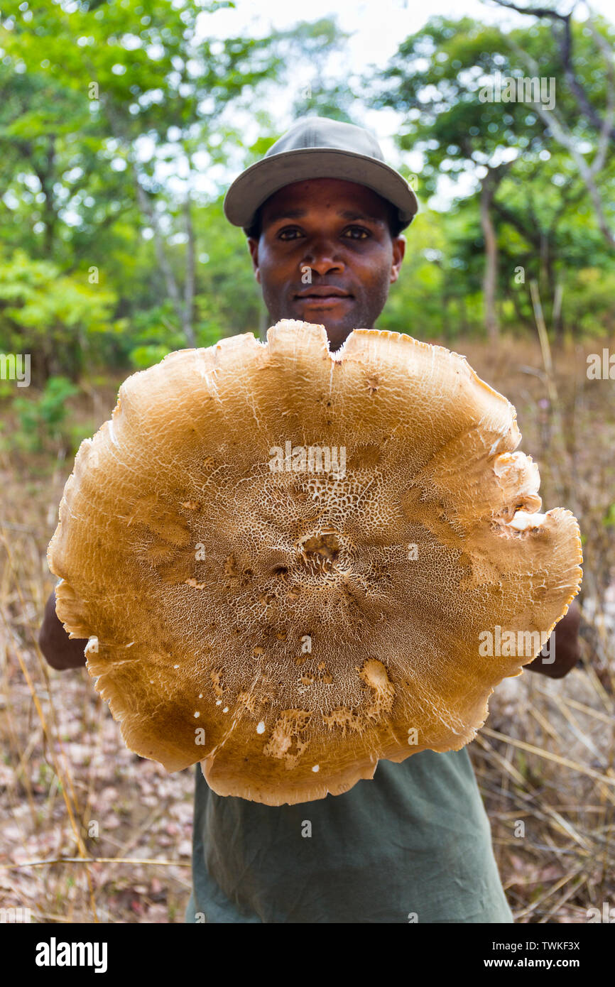 Giant Mushroom, Kasanka National Park, Serenje, Zambia, Africa Stock