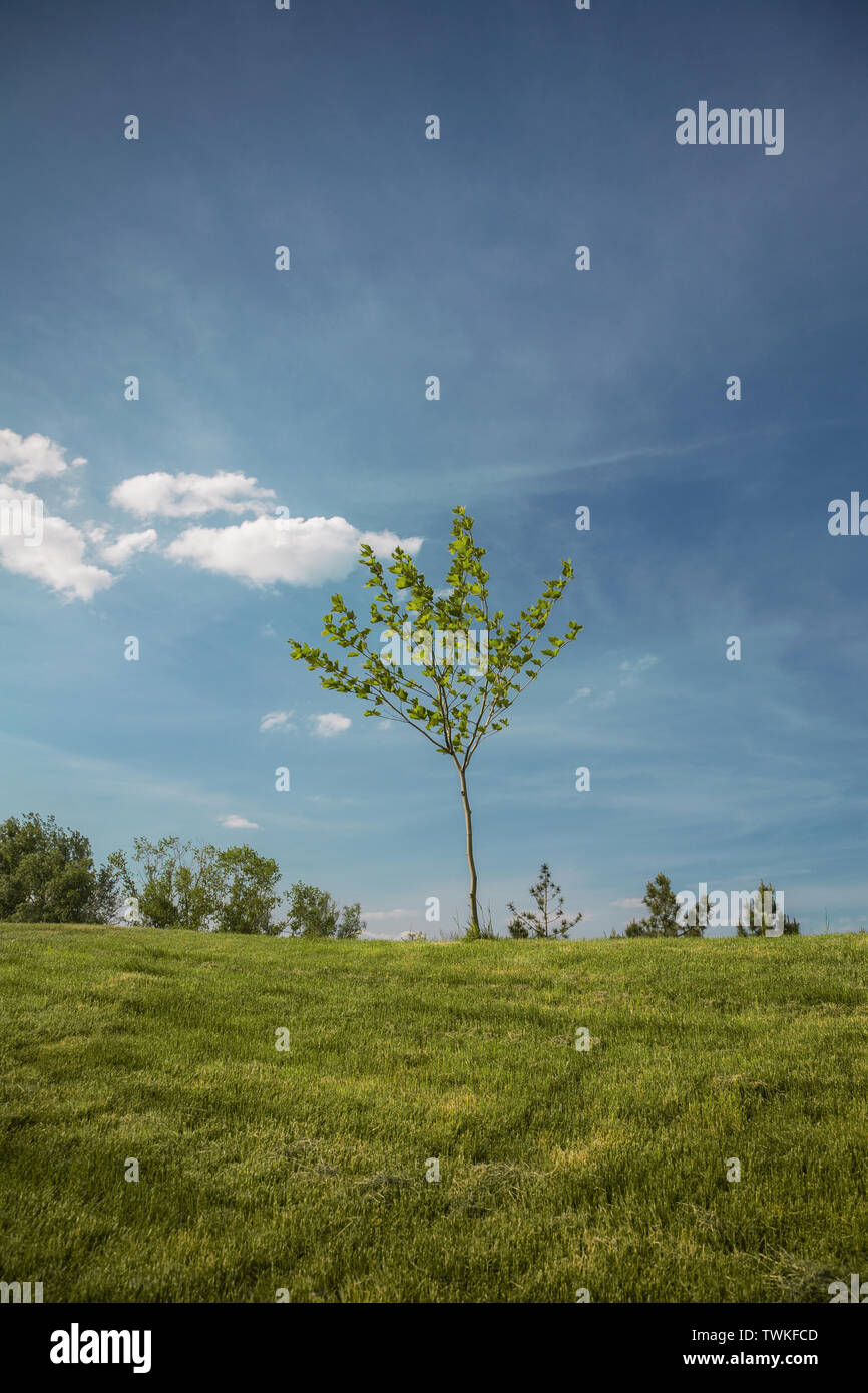 Natural tree landscape on hi-res stock photography and images - Alamy