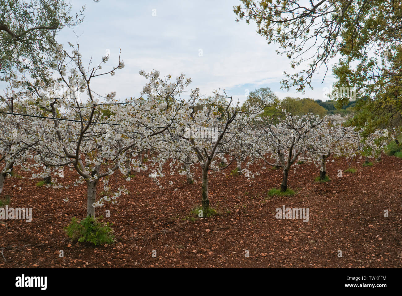 cherry trees on the Hills of Apulian land. Stock Photo