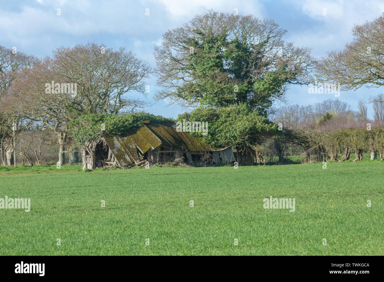 Asbestos roofed, former cattle field shed and shelter. Redundant. No longer used. Within a field on agricultural land. Timber support structure in a stage of collapse. Norfolk. The UK. Stock Photo