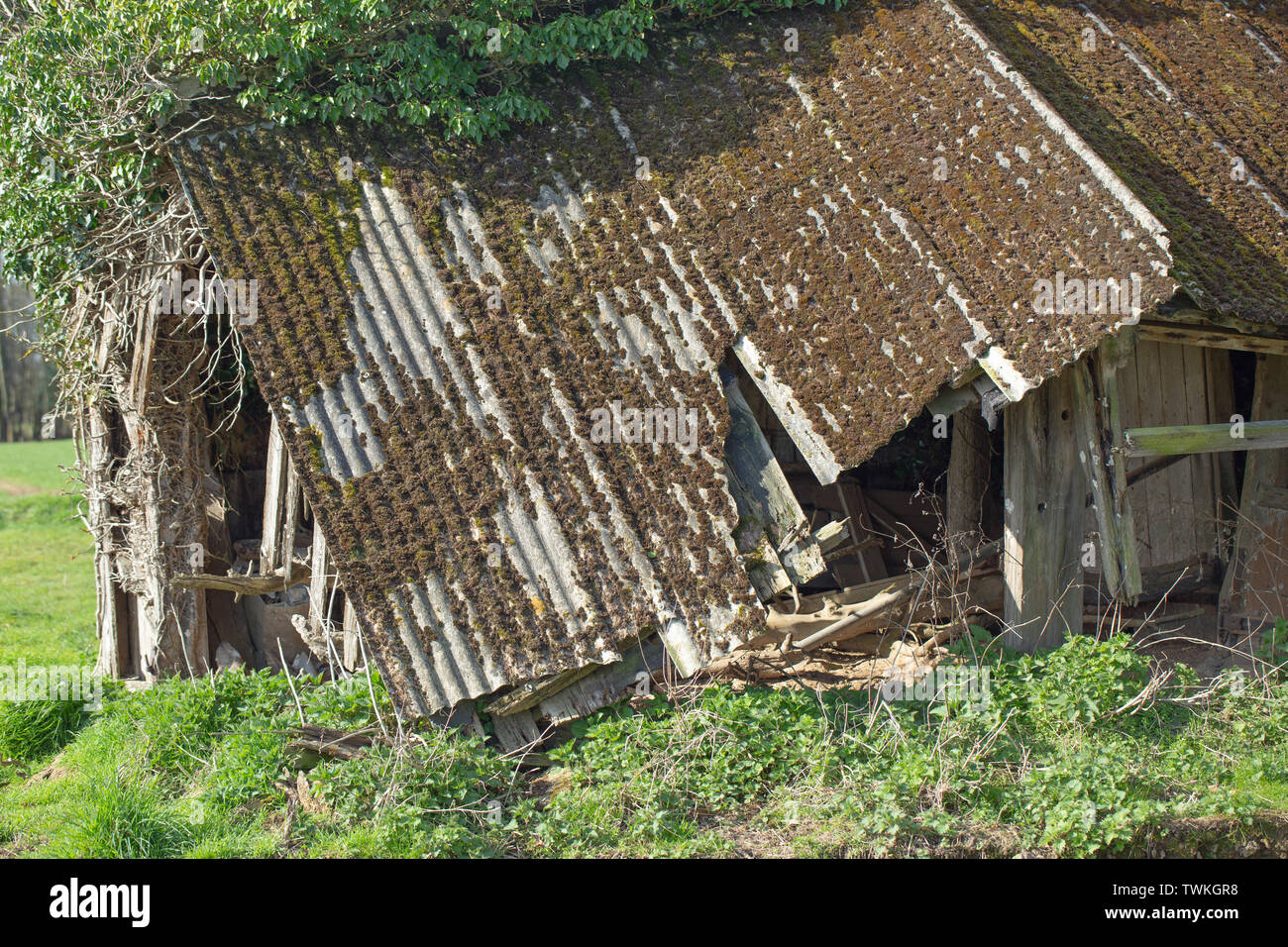 Corrugated sheet asbestos roofed, former cattle field shed and shelter. Redundant. No longer used. Within a field on agricultural land. Timber support structure collapsing. Stock Photo