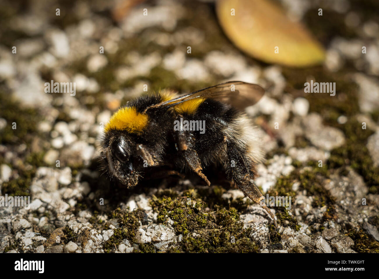 Dead Bumblebee on rocky ground Stock Photo