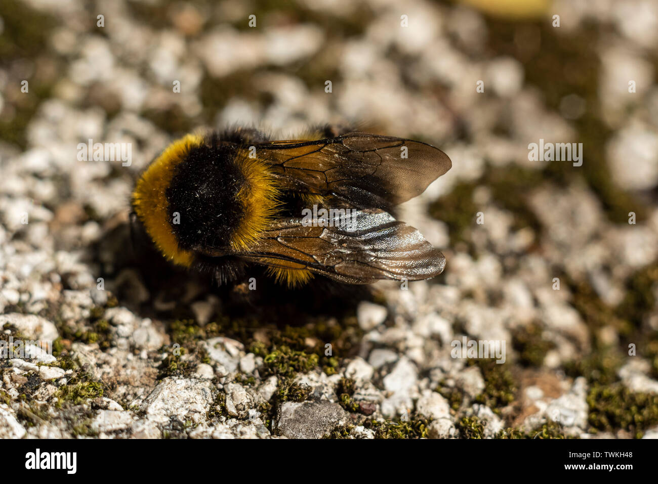 Dead Bumblebee on rocky ground, back view Stock Photo