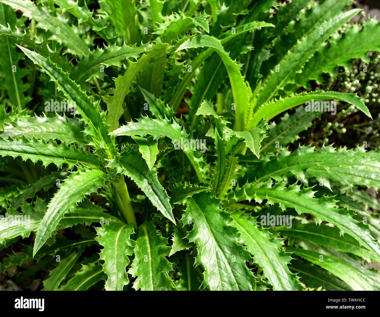 The prickly leaves of the Himalayan Whorlflower. Stock Photo