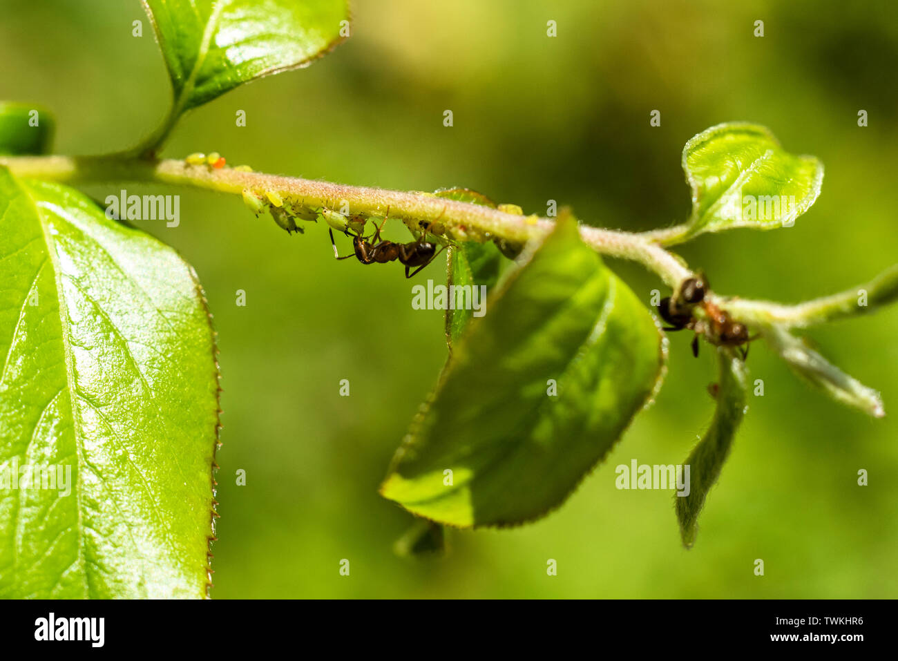 Ants guarding their aphids on a branch Stock Photo