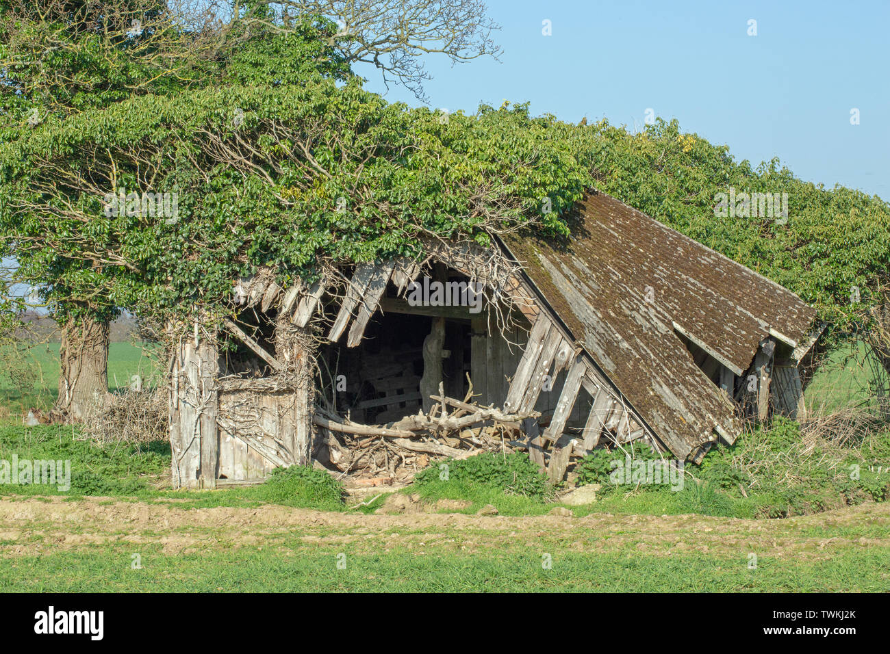 Asbestos roofed, former cattle field shed and shelter. Timber support structure collapsing. Wild Red Deer (Cervus elaphus), pruned Ivy (Hedera helix), trunks maintaining left side wall. Stock Photo