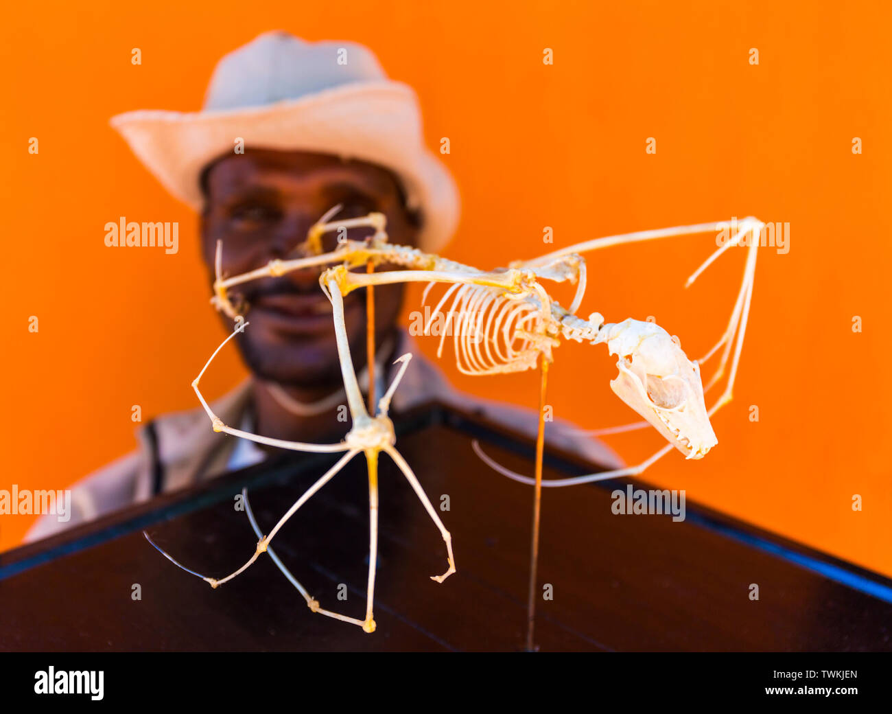 Bat skeleton, Strawcoloured fruit bat (Eidolon helvum), Kasanka