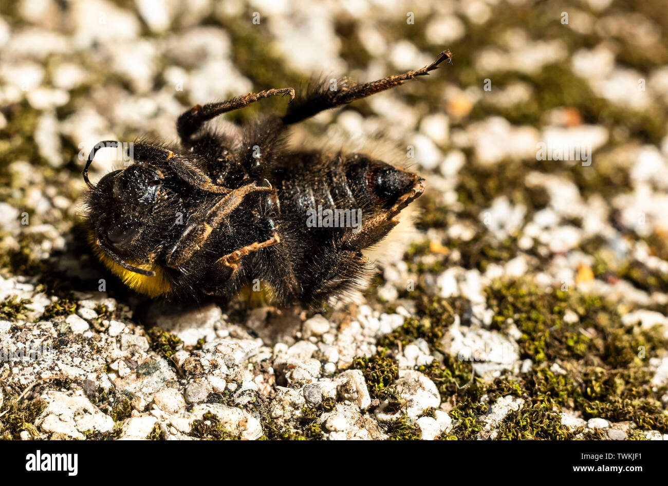 Dead Bumblebee macro close up Stock Photo