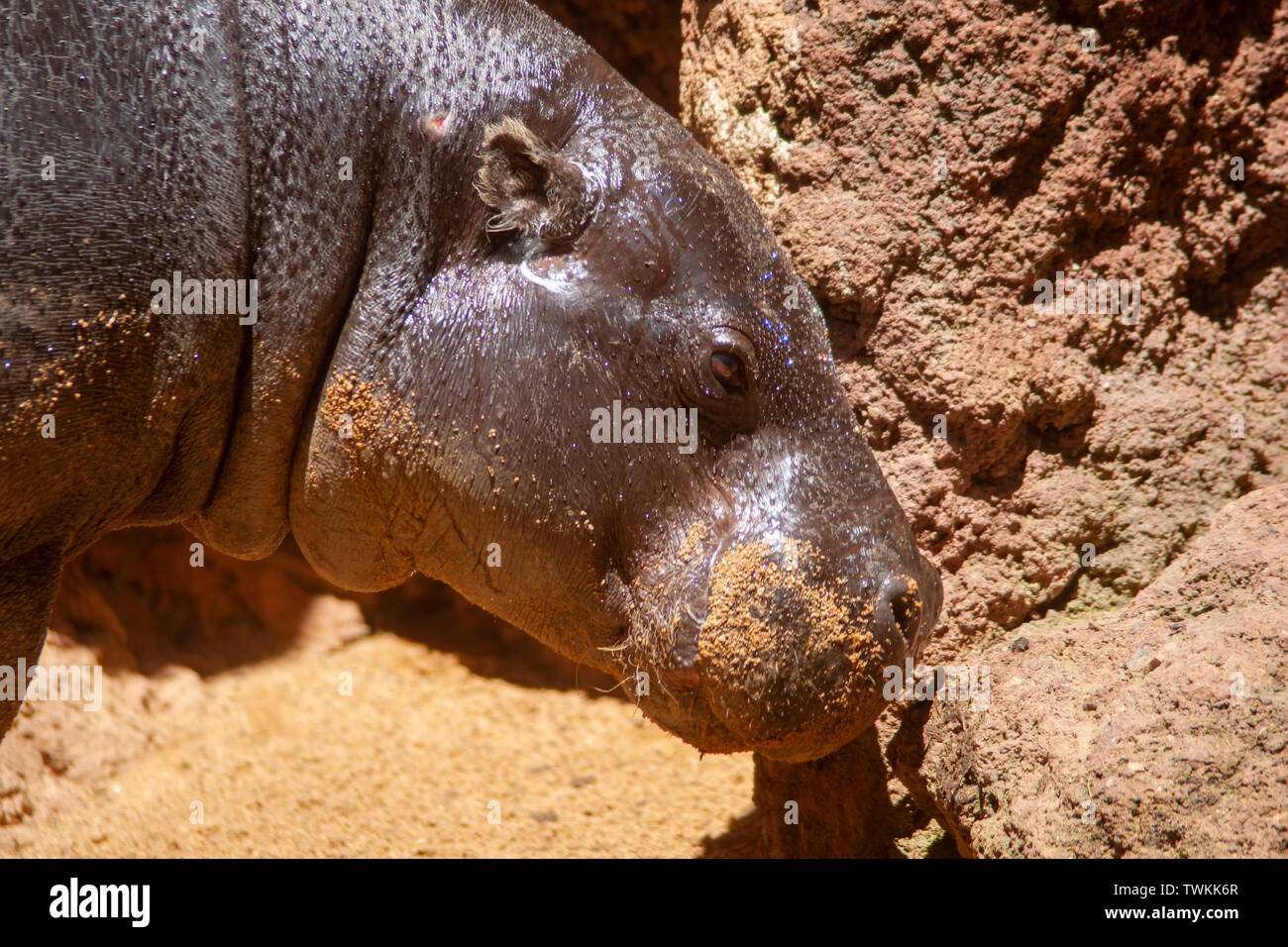 Dwarf hippopotamus hi-res stock photography and images - Alamy