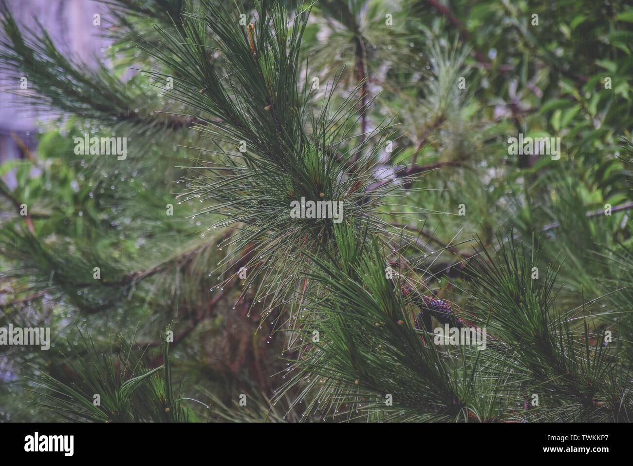 Close up shot beautiful tree hi-res stock photography and images - Alamy