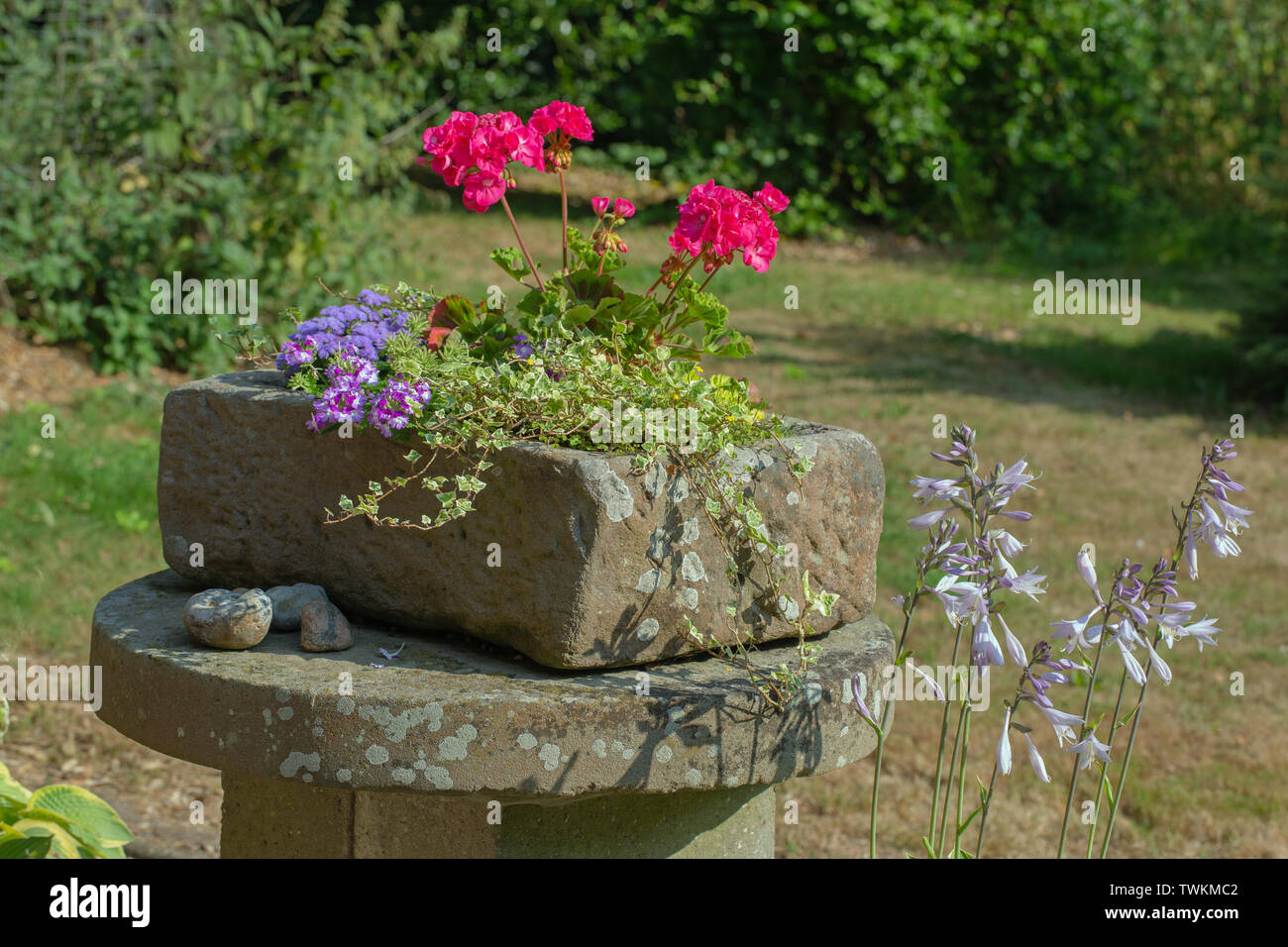 Hand chiselled nineteenth-century stone trough. Now used as a gardener's decorative plant container. Feature item in a rural, country garden. Norfolk. The UK. Stock Photo