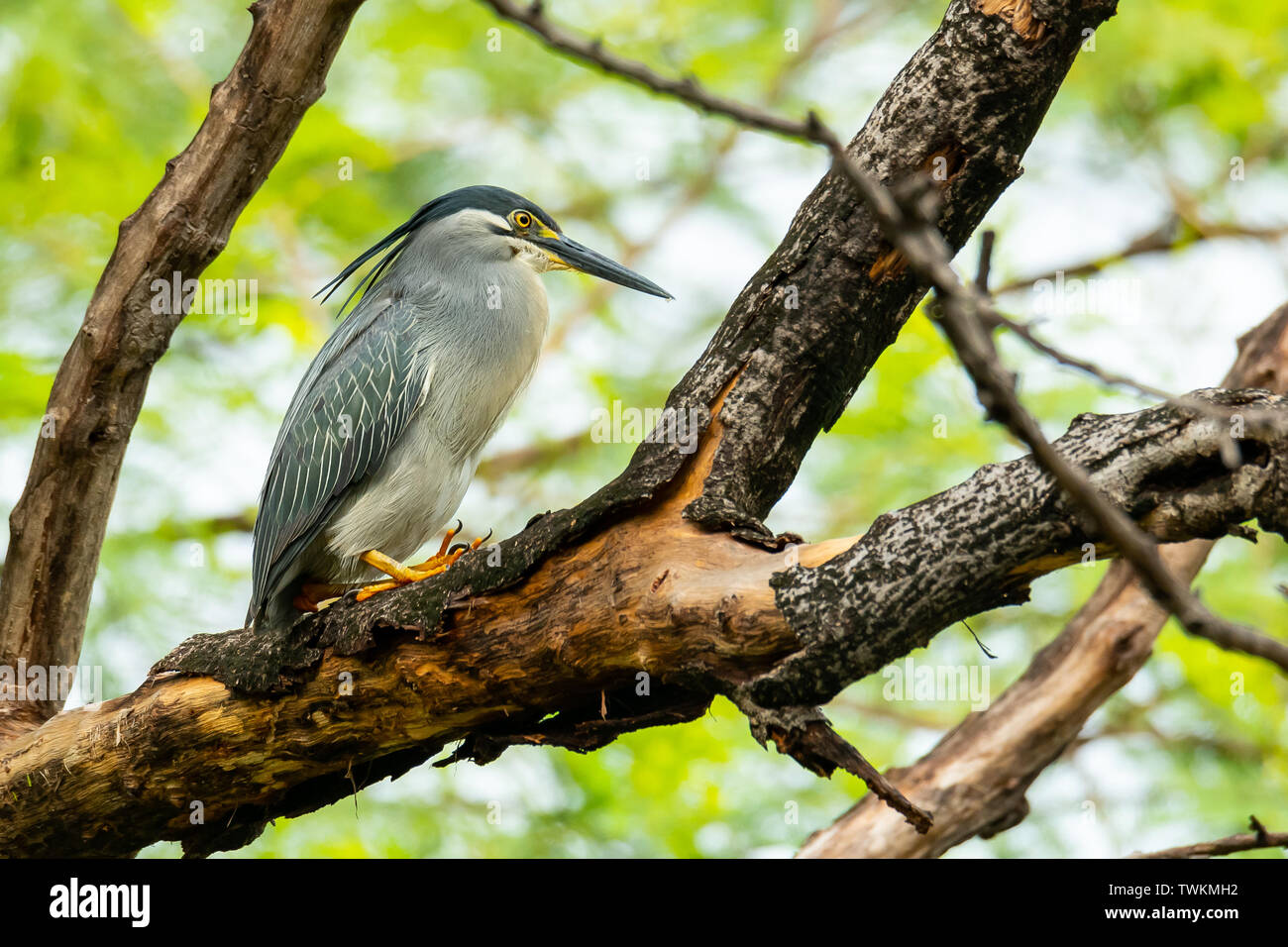 Striated Heron perching on a tree with blur green tree background Stock Photo