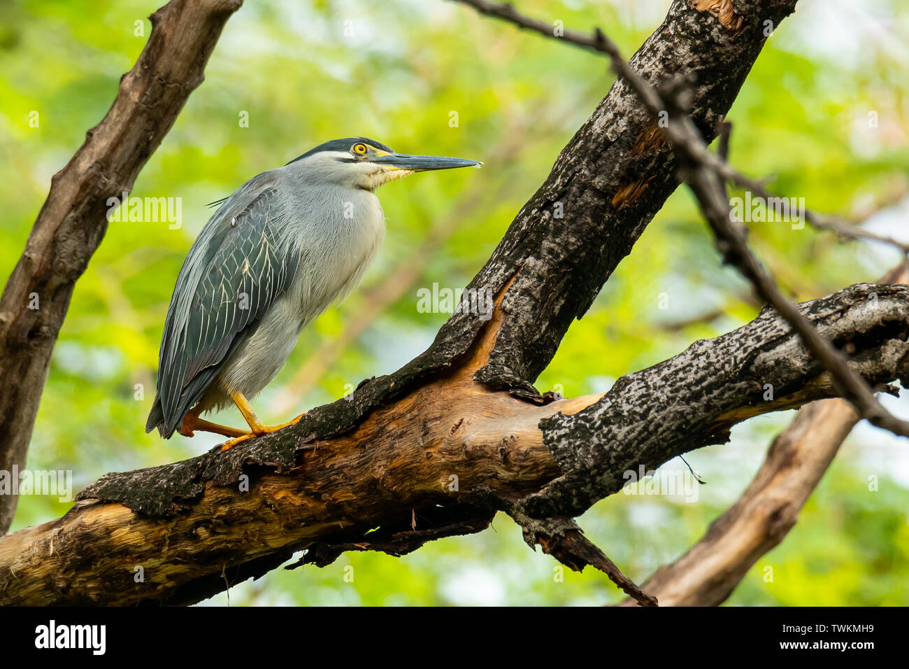 Striated Heron perching on a tree with blur green tree background Stock Photo