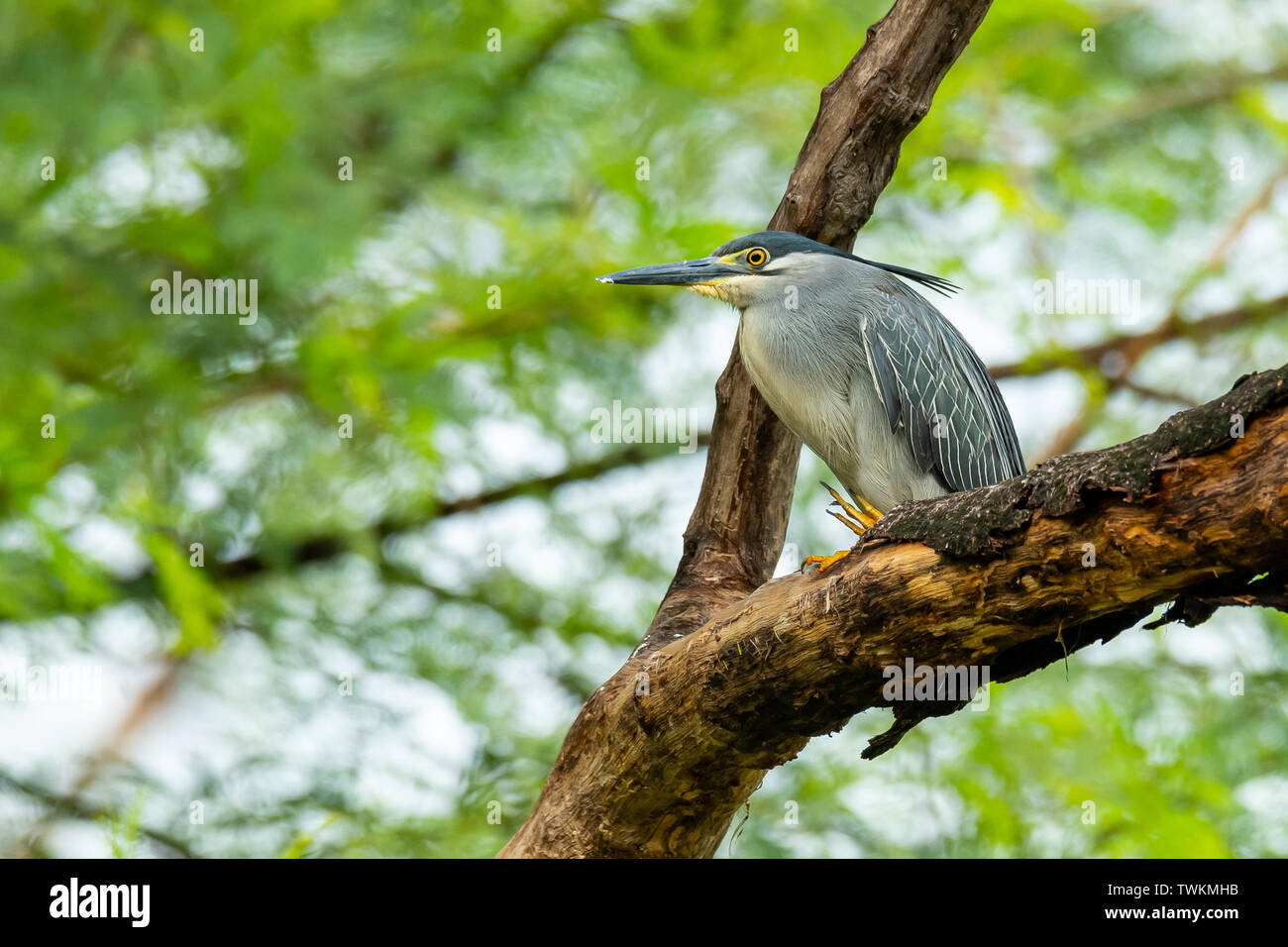 Striated Heron perching on a tree with blur green tree background Stock Photo
