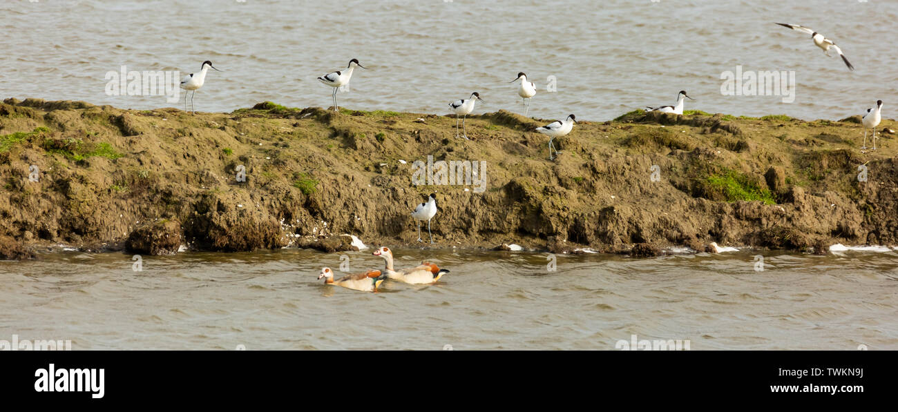 Avocets defend their island against two Nile geese. Stock Photo