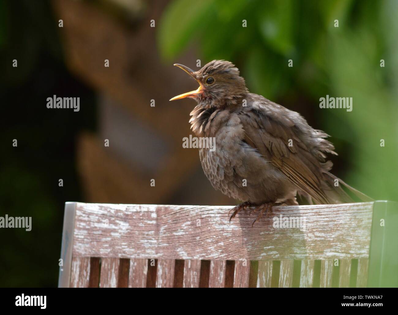 first try baby bird learning to fly calling its mother Stock Photo