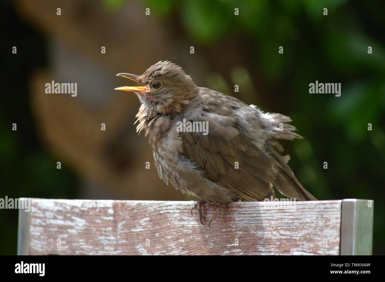 first try baby bird learning to fly calling its mother Stock Photo