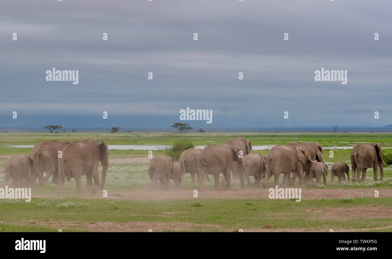 Beautiful elephants in Amboseli National Park Stock Photo