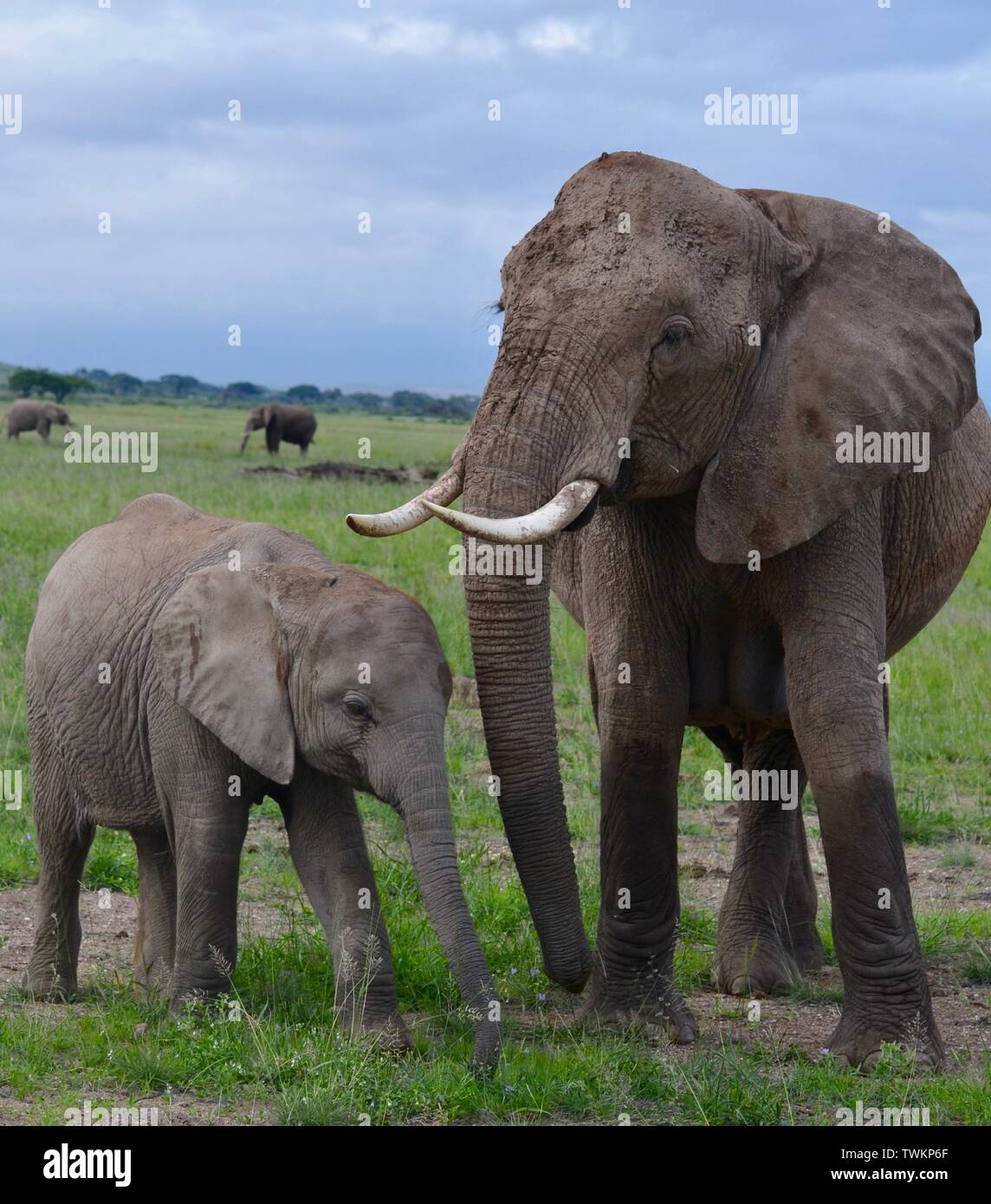 Beautiful elephants in Amboseli National Park Stock Photo