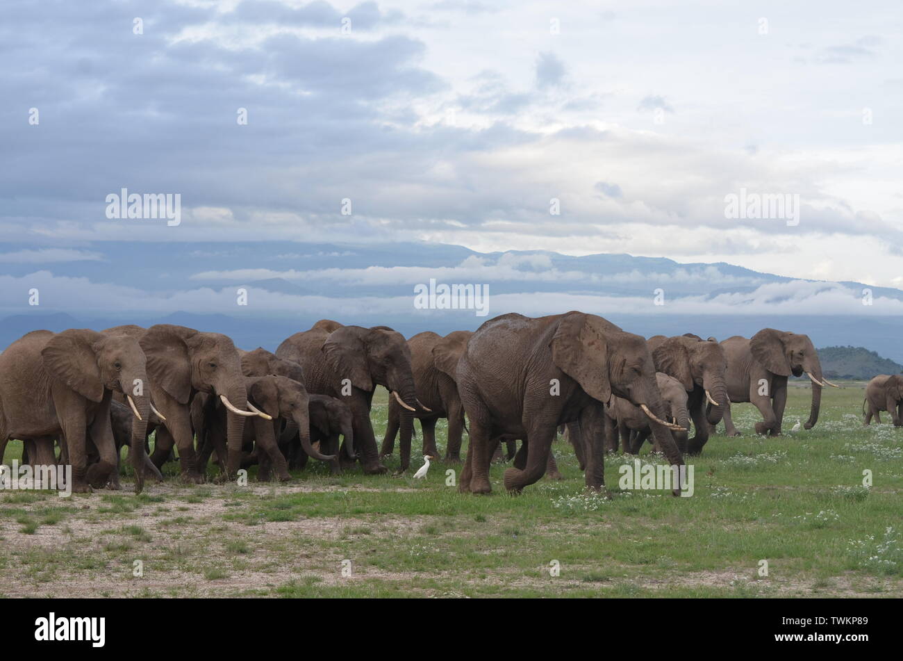 Beautiful elephants in Amboseli National Park Stock Photo