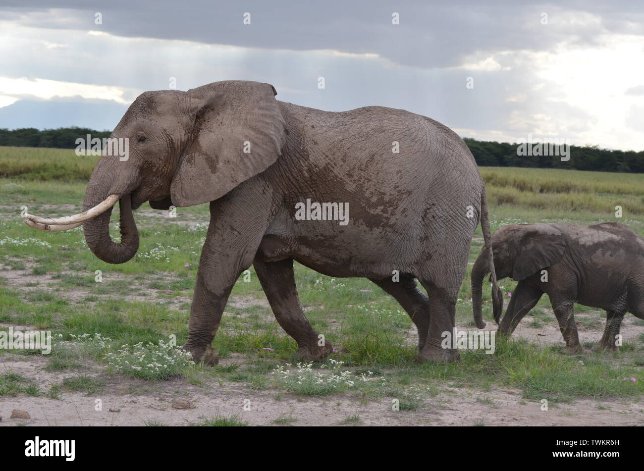 Elephants in Kenya - Amboseli National Park Stock Photo