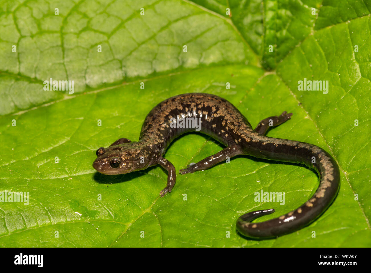 Peaks of otter salamander hi-res stock photography and images - Alamy
