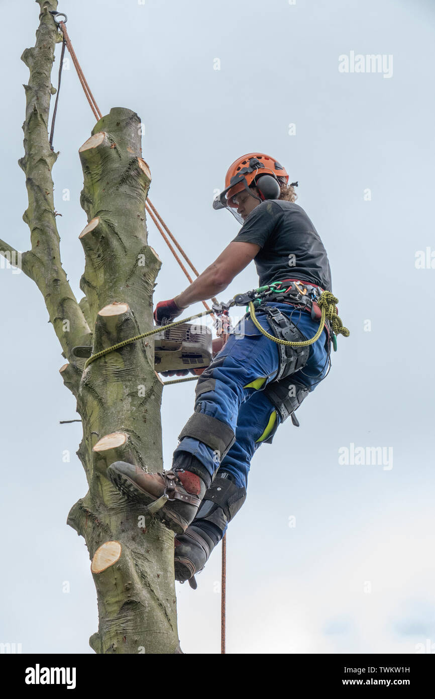 Tree Surgeon or Arborist working on a tree stem Stock Photo