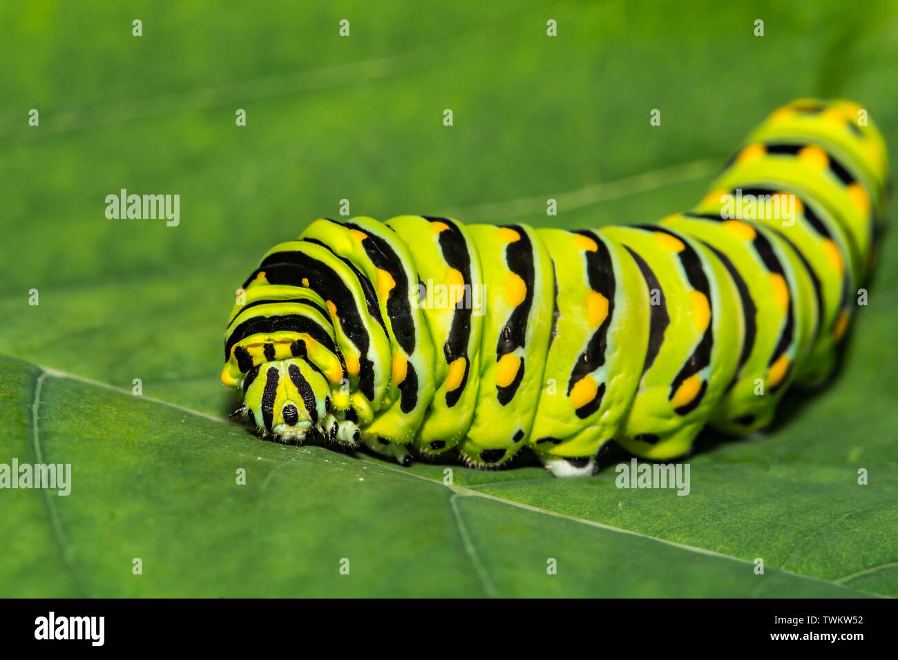 Eastern Black Swallowtail Caterpillar (Papilio polyxenes) Stock Photo
