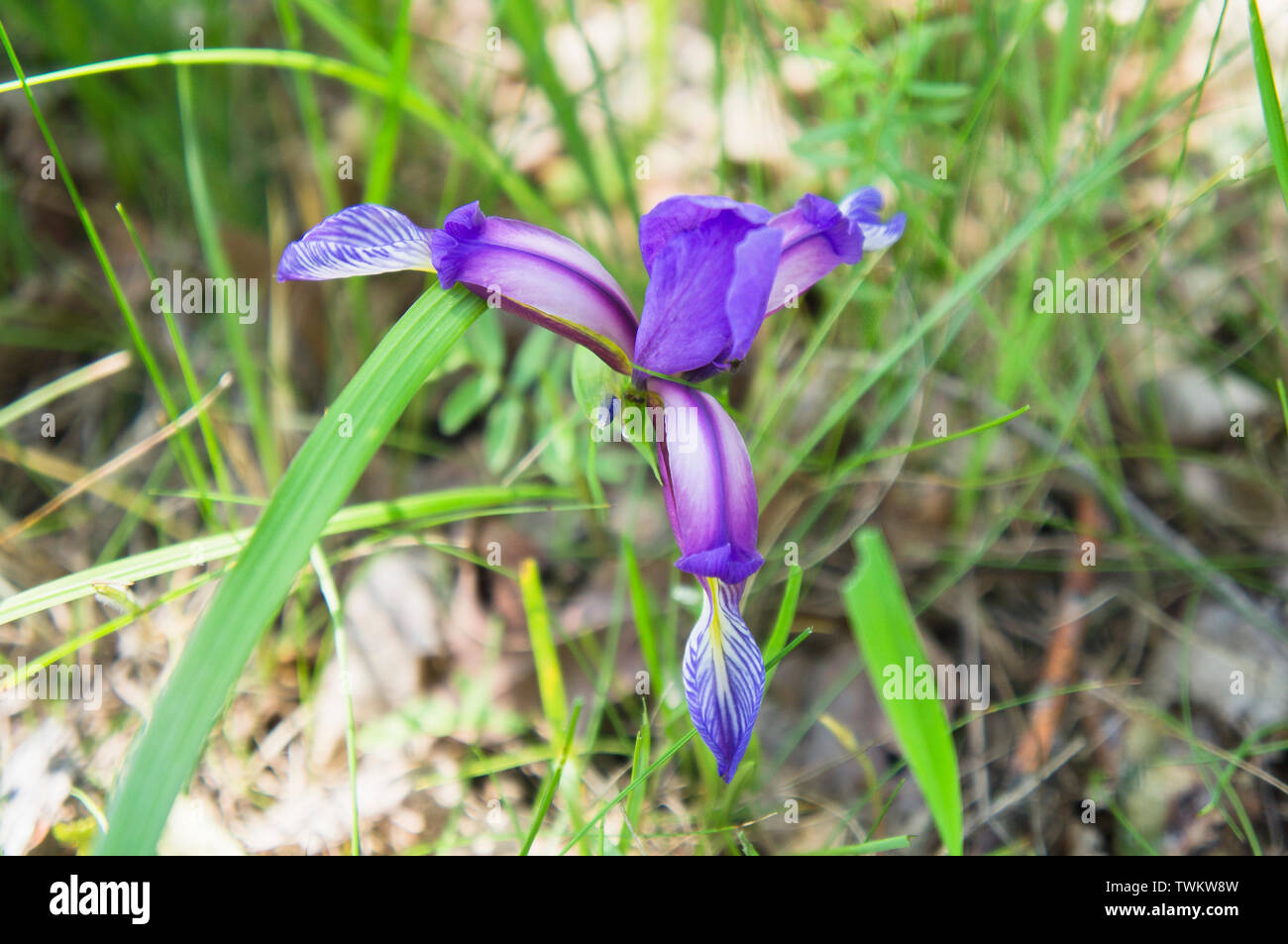 Iris graminea, grass-leaved flag, grass leaved iris, plum iris, plum tart iris in the National Nature Reserve Certoryje in the White Carpathians, Zlin Stock Photo