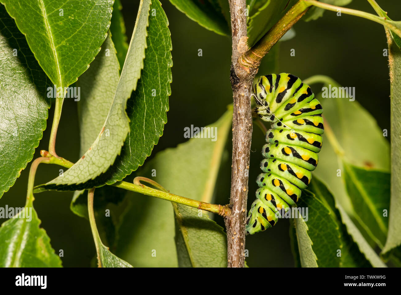 Pupa caterpillar hi-res stock photography and images - Alamy