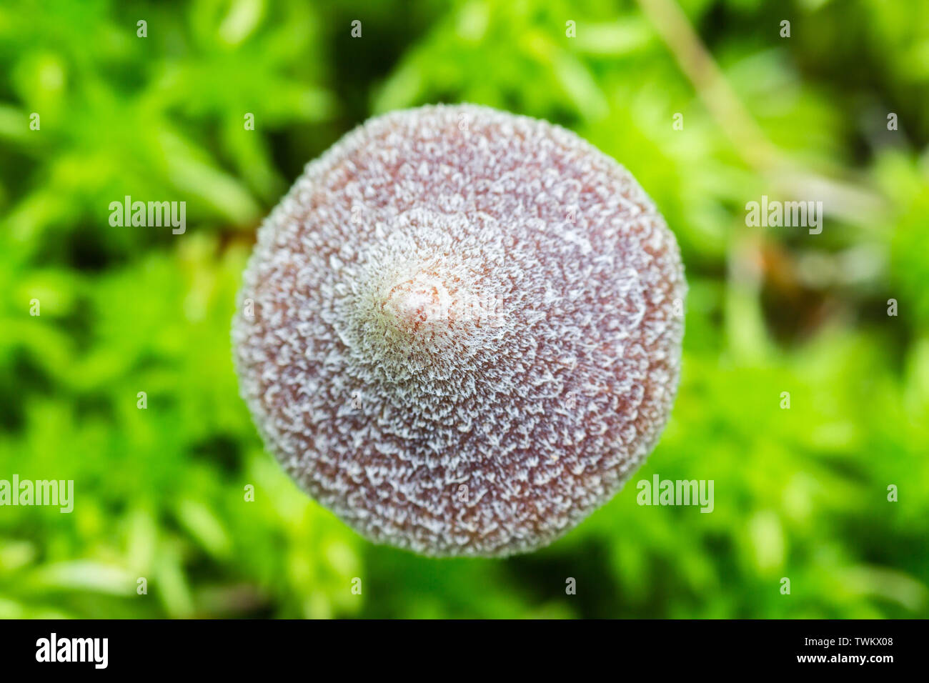 Cortinarius paleiferus mushroom hat from above Stock Photo