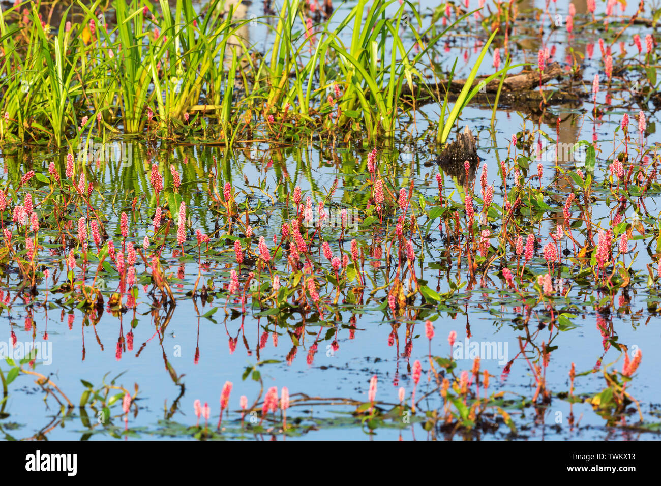 Water knotweed flowers growing in the lake Stock Photo