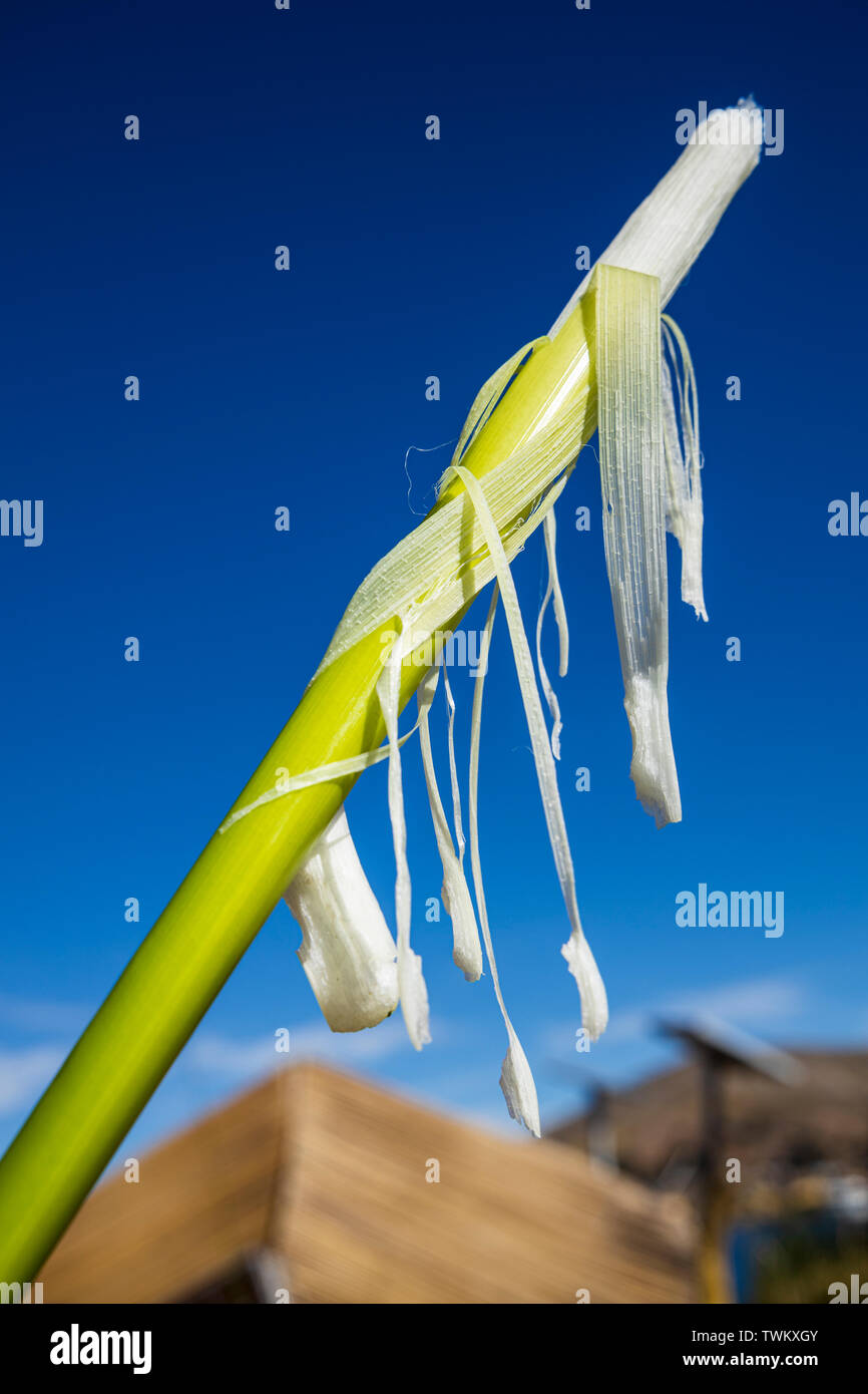 Totoro Reeds Uros islands build hi-res stock photography and images - Alamy