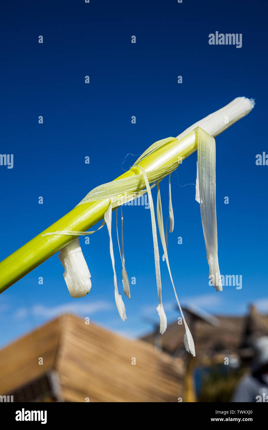 Detail of fibrous totora reeds as used to build the Uros islands, reed floating islands on Lake Titicaca, Peru, South America Stock Photo