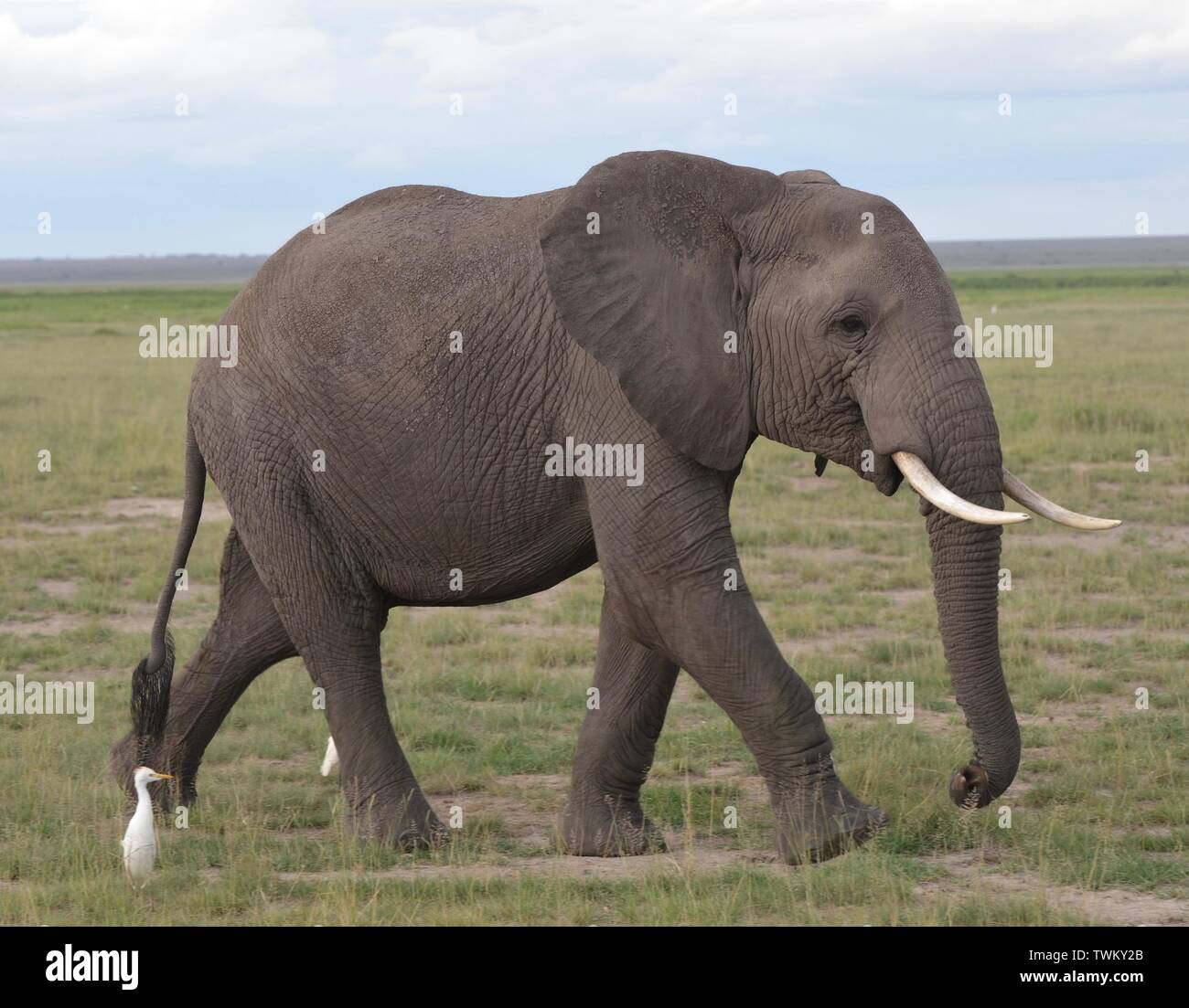 Elephants in Kenya - Amboseli National Park Stock Photo