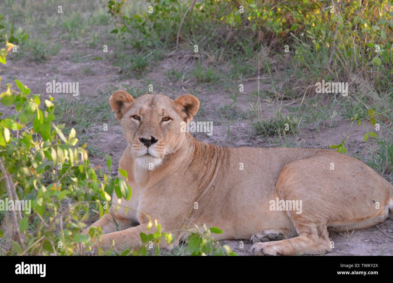 Lioness in Amboseli Stock Photo