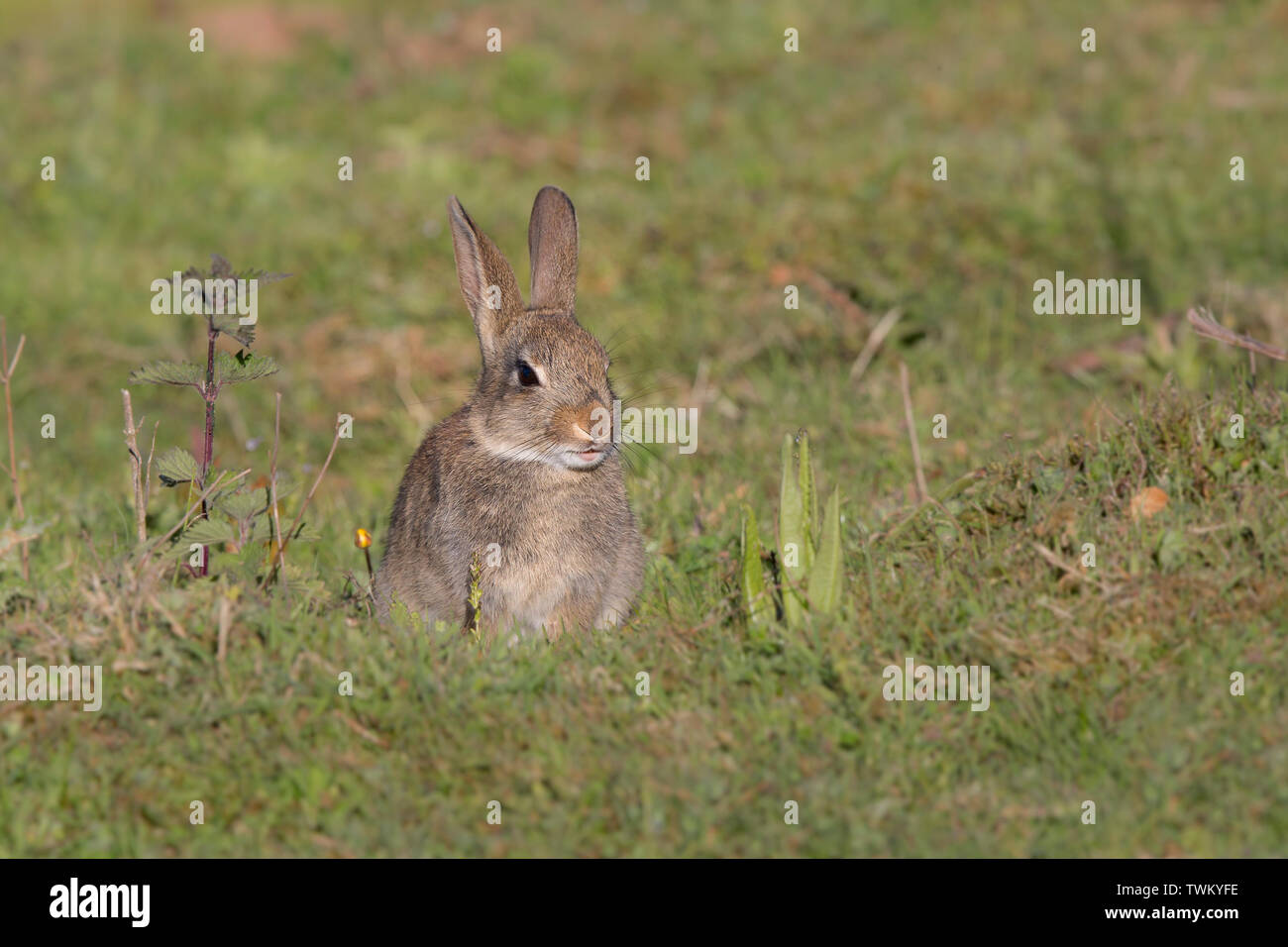 Baby bunny hi-res stock photography and images - Alamy