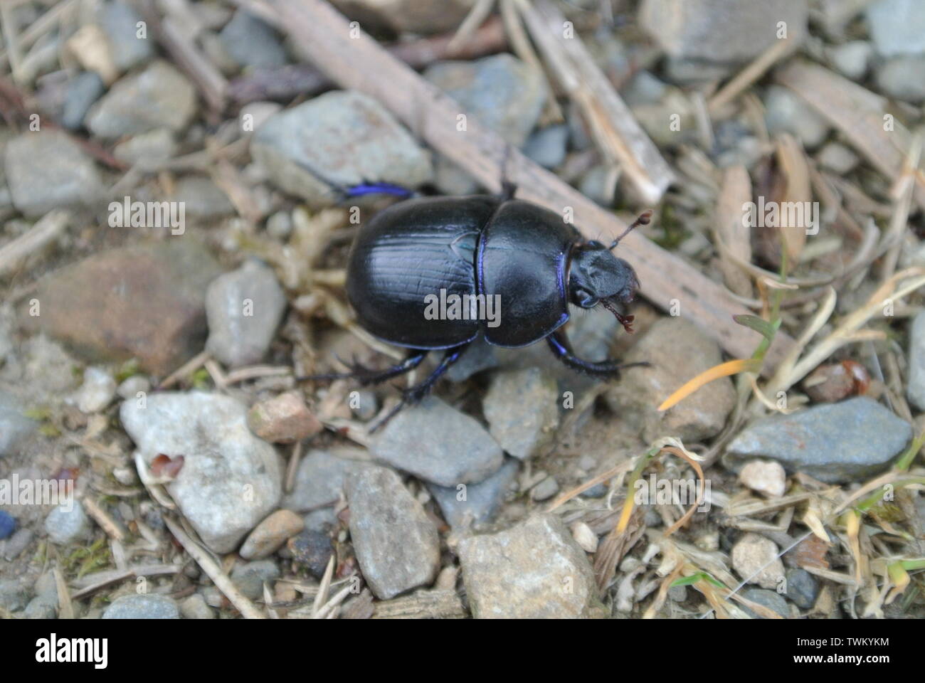 A Common Dor Beetle, woodland, England. Stock Photo