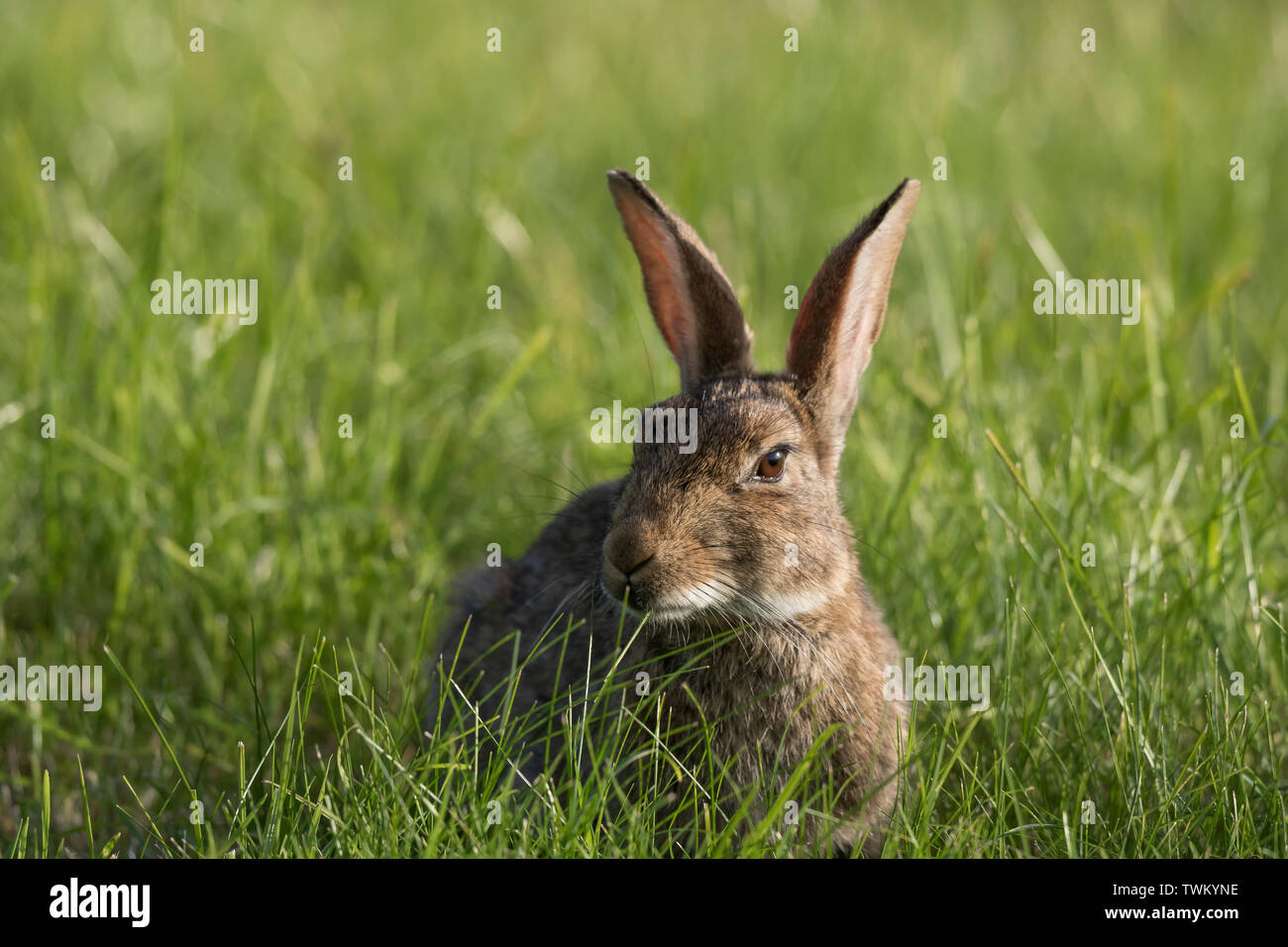 Field of rabbits hires stock photography and images Alamy