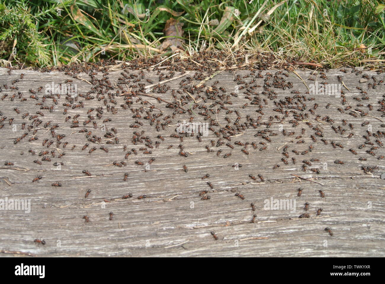 Wood Ants Formica rufa swarm on Ronnie's Bench, Dartmoor National Park