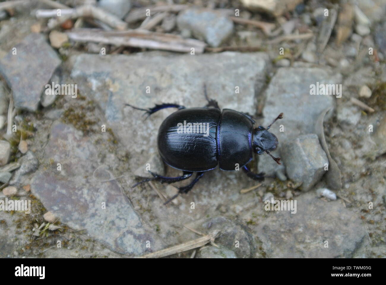 A Common Dor Beetle, woodland, England. Stock Photo