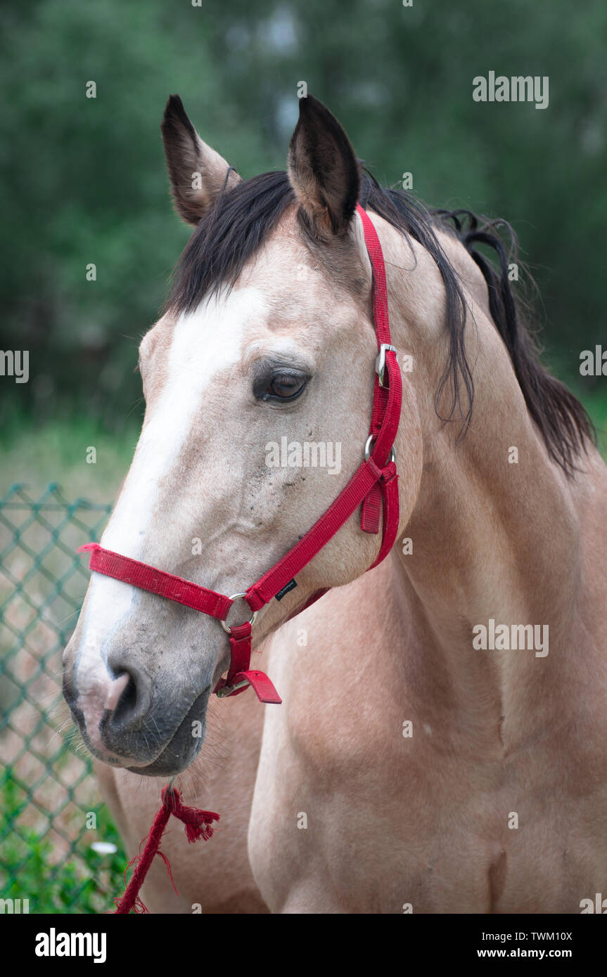 Light coffee colored horse Stock Photo - Alamy