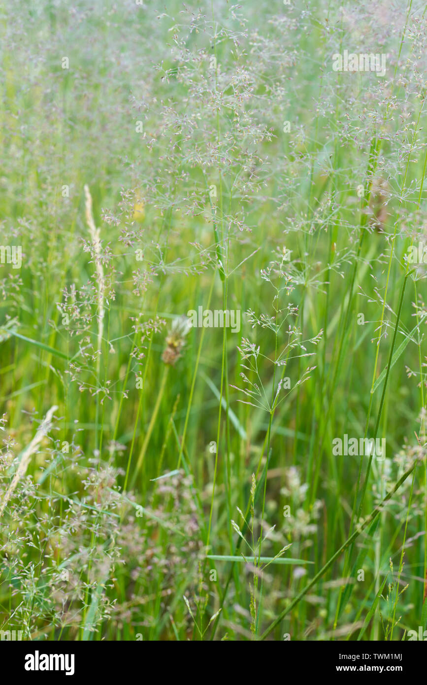 flowering grass in meadow closeup Stock Photo