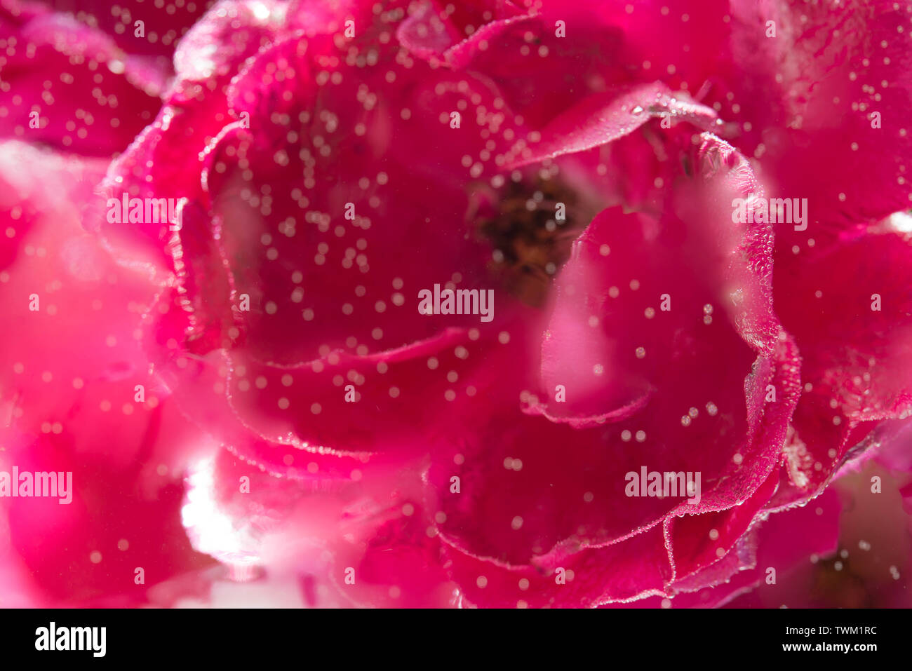 red rose flower in water with bubbles behind glass closeup Stock Photo