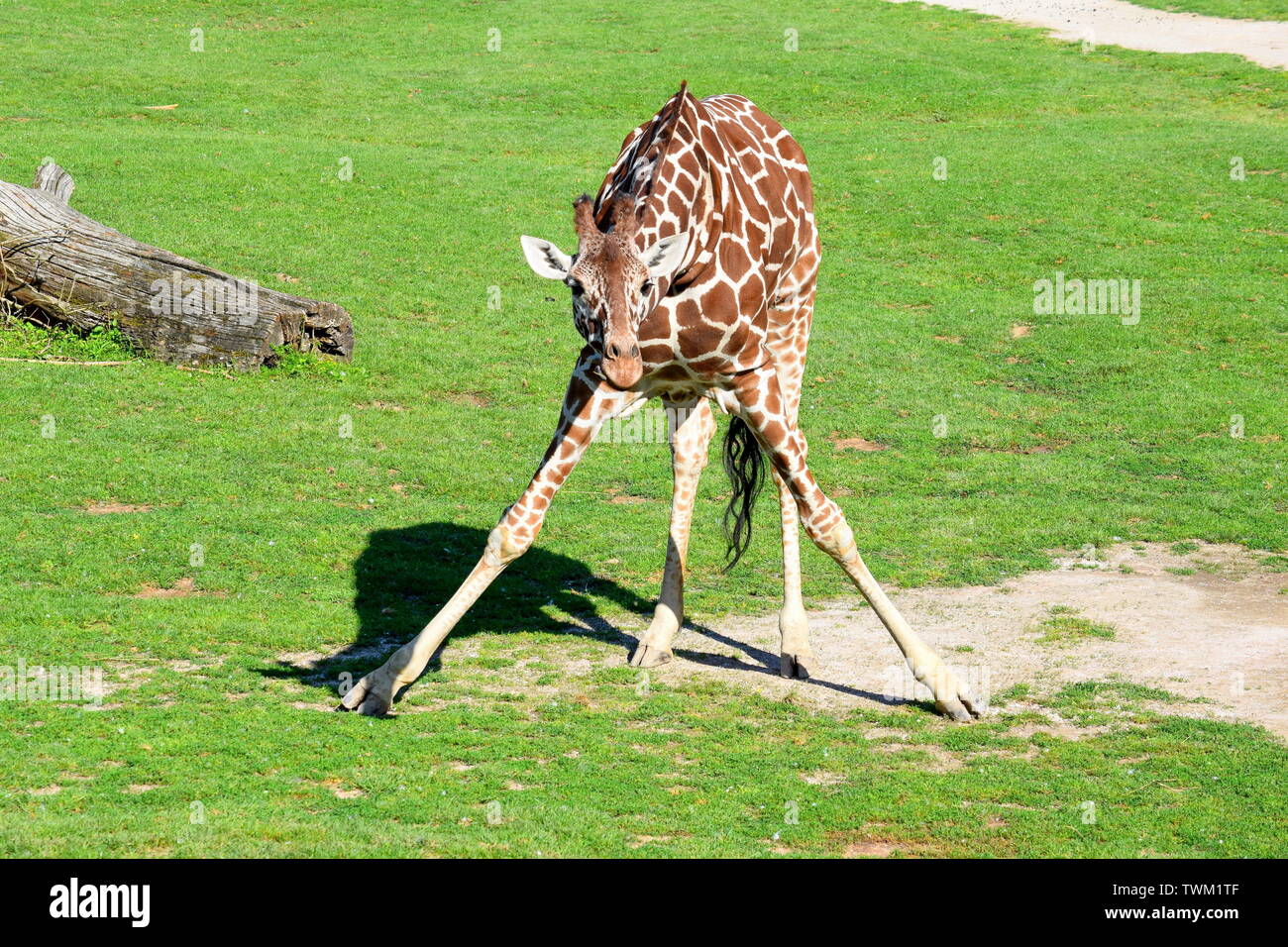 Giraffe Giraffa Reticulata Posing Portrait Stock Photo