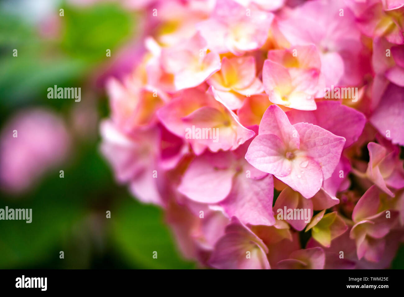 hydrangeas in a garden Stock Photo