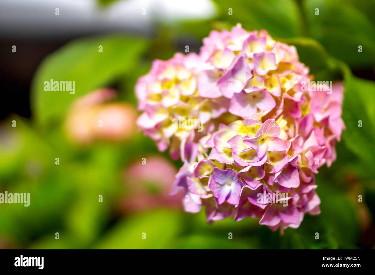 hydrangeas in a garden Stock Photo